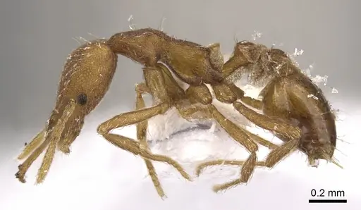 Strumigenys peraucta specimen