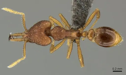 Strumigenys percrypta specimen