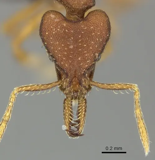 Strumigenys percrypta specimen