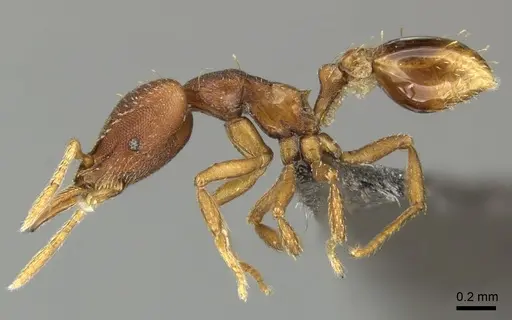 Strumigenys percrypta specimen