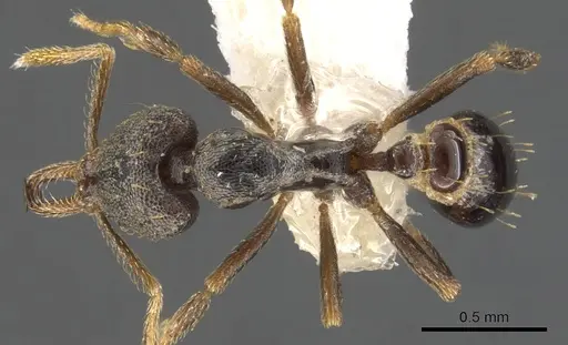 Strumigenys percrypta - CASENT0900621