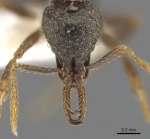 Strumigenys percrypta - CASENT0900621