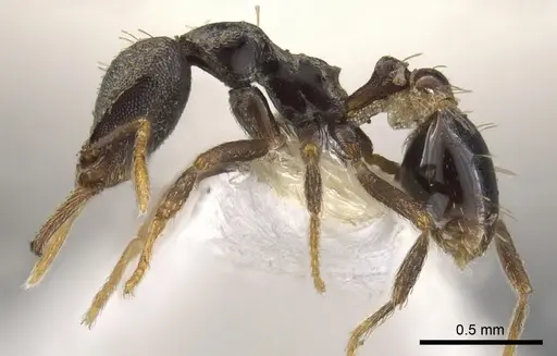 Strumigenys percrypta - CASENT0900621