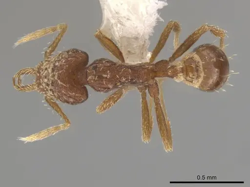 Strumigenys perdita specimen