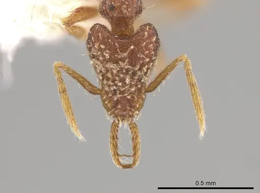 Strumigenys perdita specimen