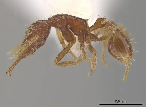 Strumigenys perdita specimen