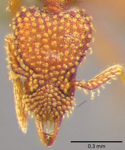 Strumigenys pergandei specimen