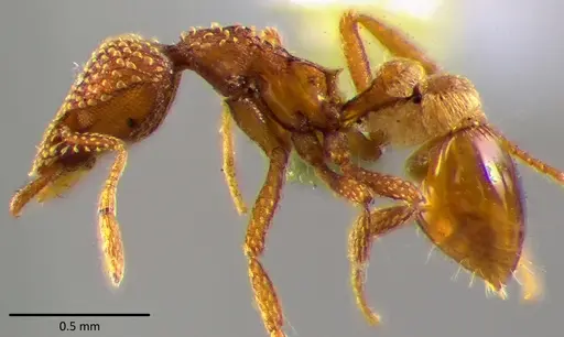 Strumigenys pergandei specimen