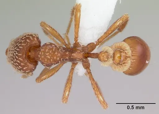 Strumigenys pergandei - CASENT0104882