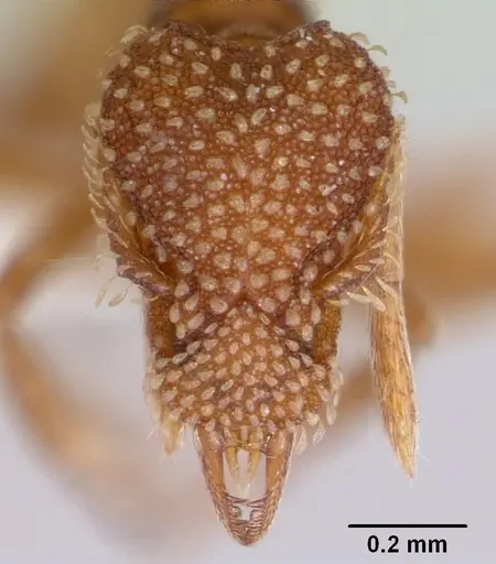 Strumigenys pergandei - CASENT0104882