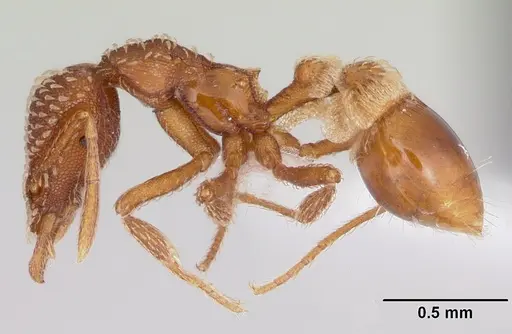 Strumigenys pergandei - CASENT0104882