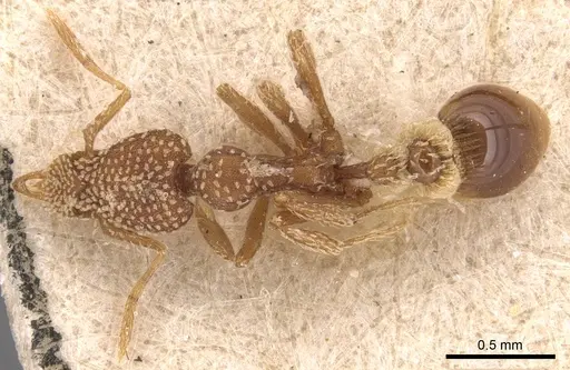 Strumigenys pergandei - CASENT0904956