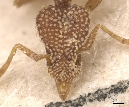 Strumigenys pergandei - CASENT0904956