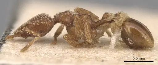 Strumigenys pergandei - CASENT0904956