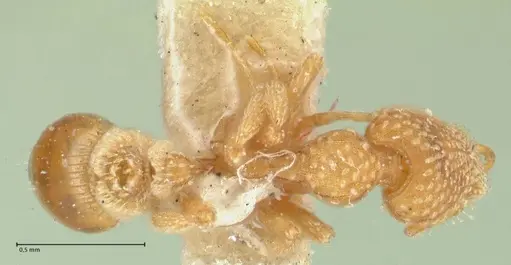 Strumigenys pergandei - FOCOL2171