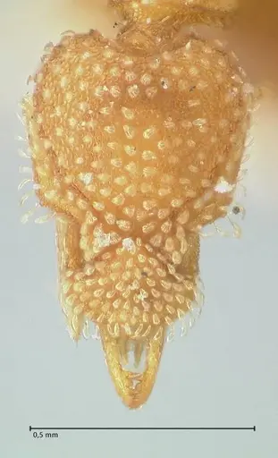 Strumigenys pergandei - FOCOL2171