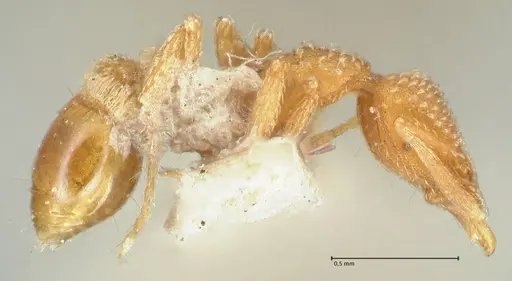 Strumigenys pergandei - FOCOL2171