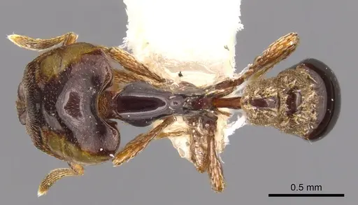 Strumigenys perissognatha specimen