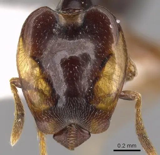 Strumigenys perissognatha specimen