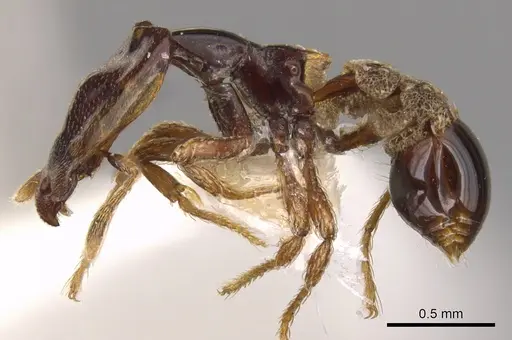 Strumigenys perissognatha specimen