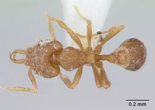 Strumigenys perparva specimen