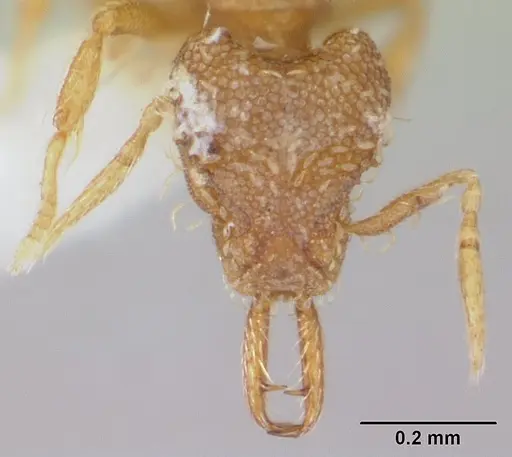 Strumigenys perparva specimen