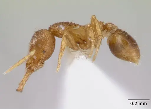Strumigenys perparva specimen
