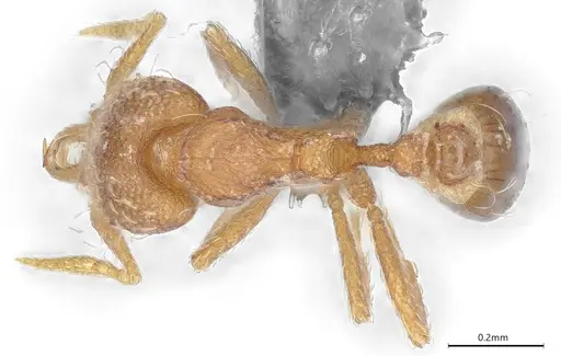 Strumigenys perparva - CASENT0372327