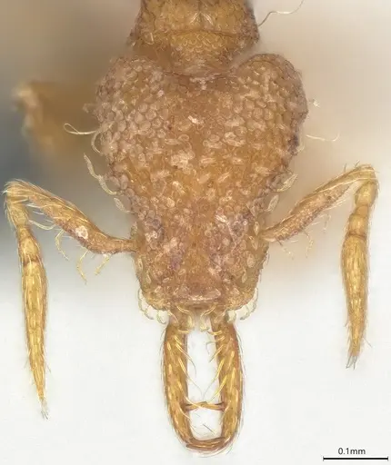 Strumigenys perparva - CASENT0372327