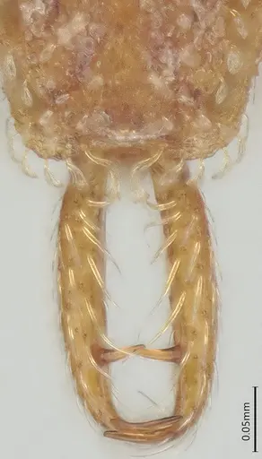 Strumigenys perparva - CASENT0372327