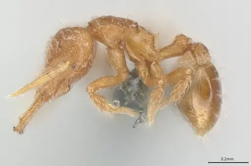 Strumigenys perparva - CASENT0372327