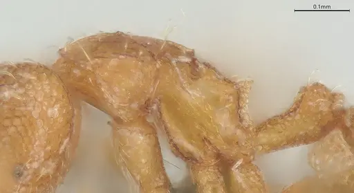 Strumigenys perparva - CASENT0372327