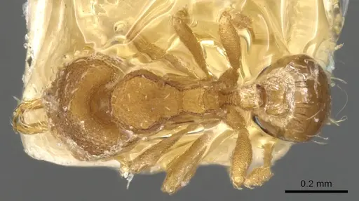 Strumigenys perparva - CASENT0900473