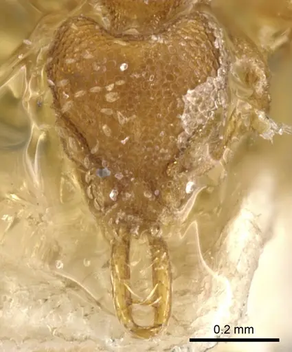 Strumigenys perparva - CASENT0900473