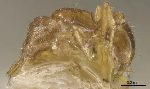 Strumigenys perparva - CASENT0900473