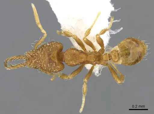 Strumigenys perparva - CASENT0914749