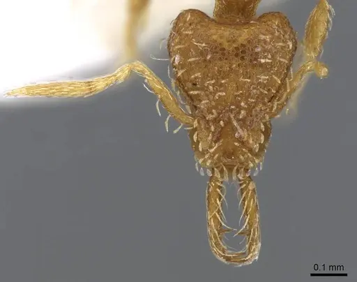 Strumigenys perparva - CASENT0914749