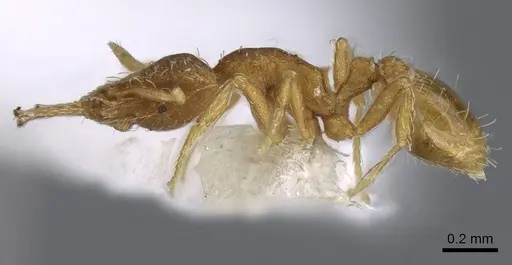 Strumigenys perparva - CASENT0914749