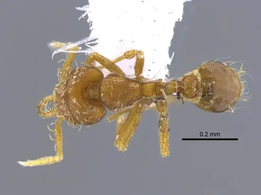 Strumigenys perparva - CBUMAGENT41693