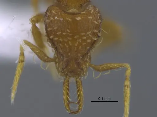 Strumigenys perparva - CBUMAGENT41693