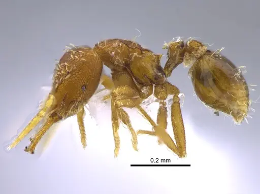 Strumigenys perparva - CBUMAGENT41693