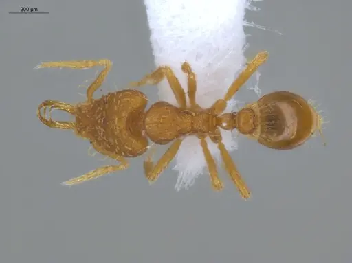 Strumigenys perparva - ECOFOG-IT14-0102-87