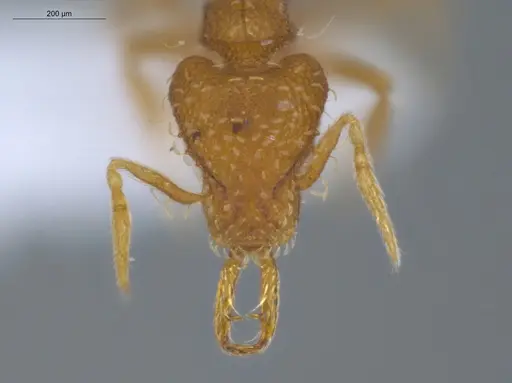 Strumigenys perparva - ECOFOG-IT14-0102-87