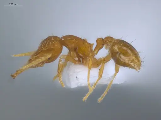 Strumigenys perparva - ECOFOG-IT14-0102-87