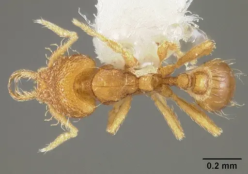 Strumigenys perparva - USNMENT00538764