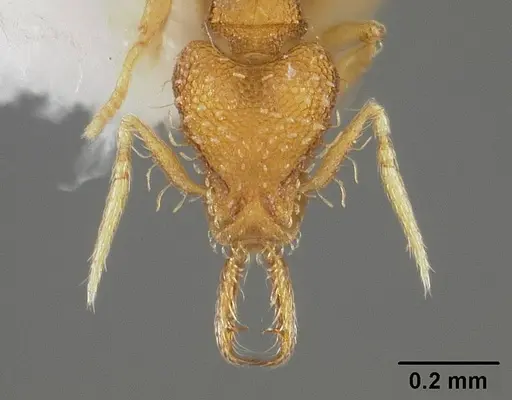 Strumigenys perparva - USNMENT00538764