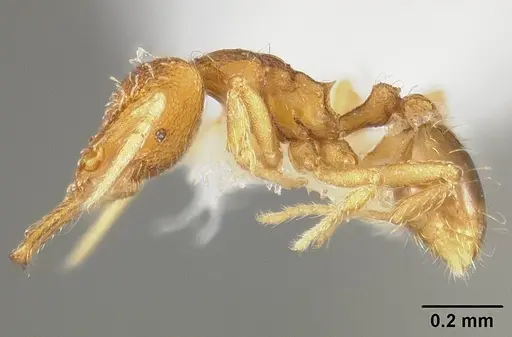 Strumigenys perparva - USNMENT00538764