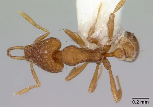 Strumigenys perplexa specimen