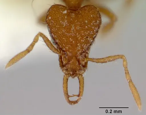 Strumigenys perplexa specimen