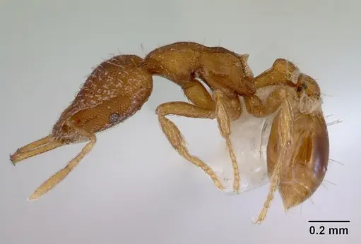 Strumigenys perplexa specimen